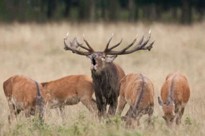 Fotoreis edelhertenbronst in Jægersborg Dyrehave Denemarken