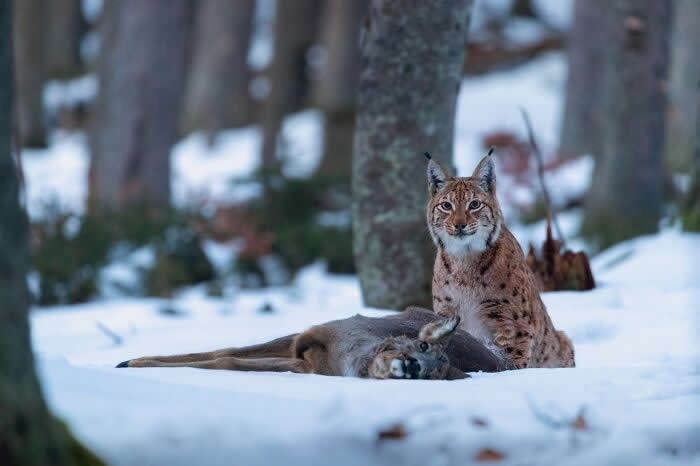 Foto van de besneeuwde bergtoppen gemaakt door reisfotograaf Johan Lolos