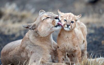 Moeder likt jong in Torres del Paine in Chili