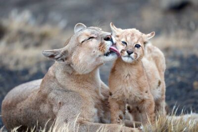 Fotoreis poema’s van Torres del Paine in Chili