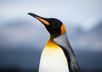 koningspinguin-portret-fotoreis-chili