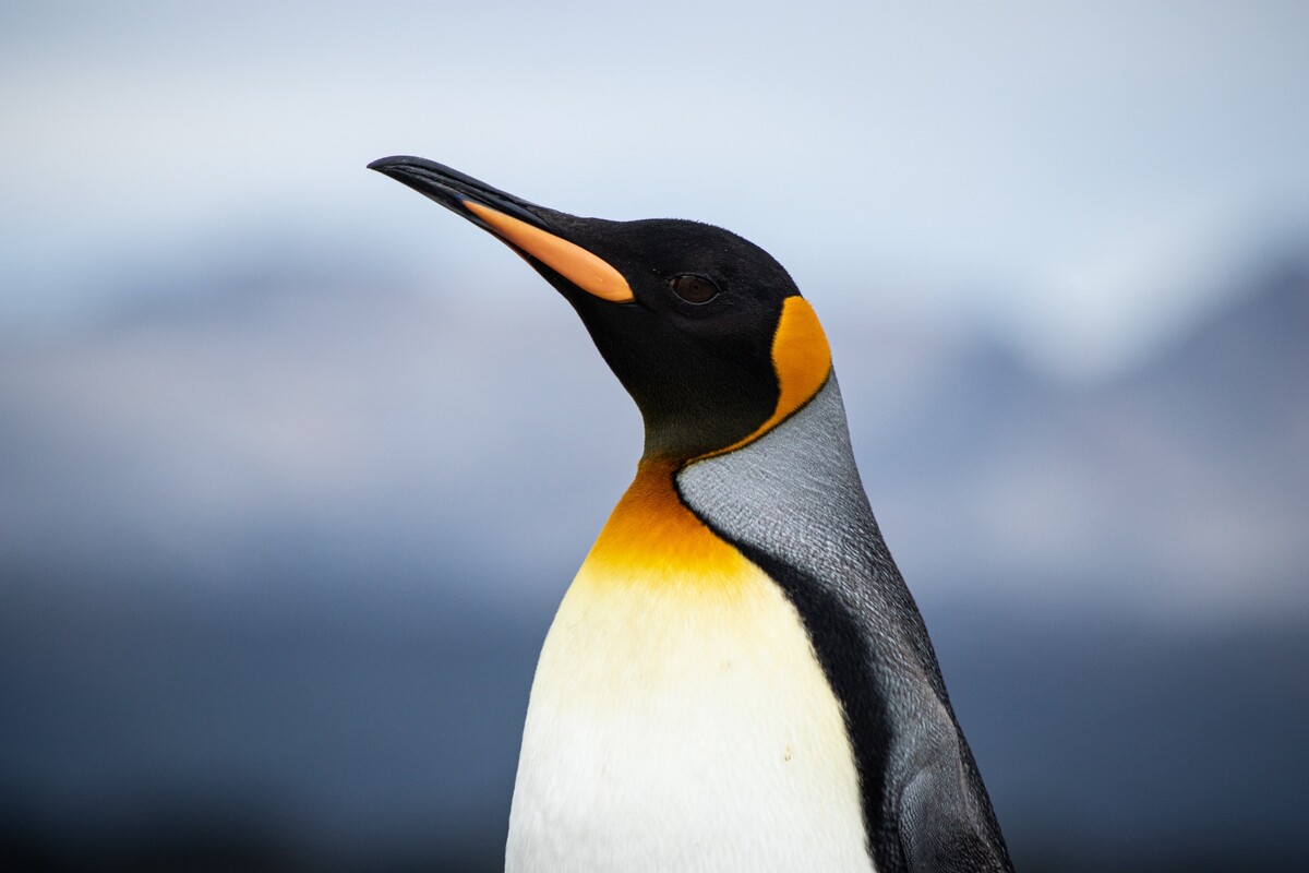koningspinguin-portret-fotoreis-chili