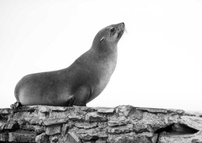 zeeleeuw in zwart wit in Namibië