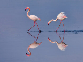 Fotoreis Lesbos: Natuurfotografie in het Griekse Voorjaar