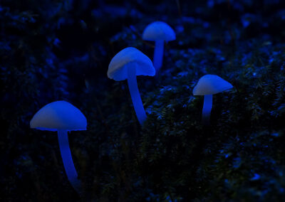 Paddenstoelen experiment met licht