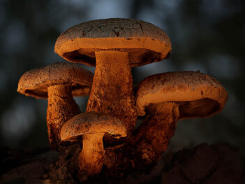 Fotoworkshop paddenstoelen fotograferen in de AWD