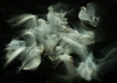 Meeuwen in vlucht, vastgelegd met lange sluitertijd voor een abstract effect.