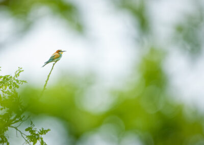 Bijeneter gezien door een natuurlijk doorkijkje, natuurfotografie.
