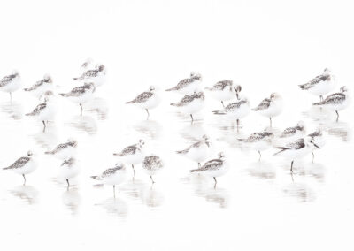 Drieteenstrandlopers op het strand, vastgelegd in high-key.
