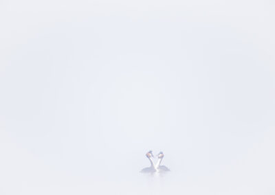 Futen in het water, omgeven door ochtendmist, vastgelegd in high-key.