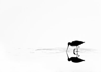 Silhouet van een grutto met reflectie in het water.