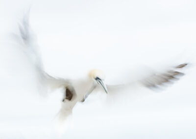 Jan-van-gent vastgelegd met Intentional Camera Movement, creatieve natuurfoto van deze zeevogel.