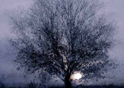 Sprookjesachtige boom in winterlandschap met meervoudige belichting.