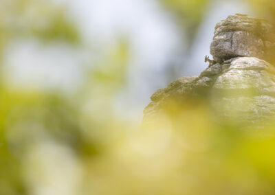 Steenbok op een rots met mooie creatieve bokeh.