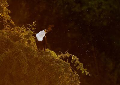 Afrikaanse zeearend in de ochtendkou en opkomende zon Kenia