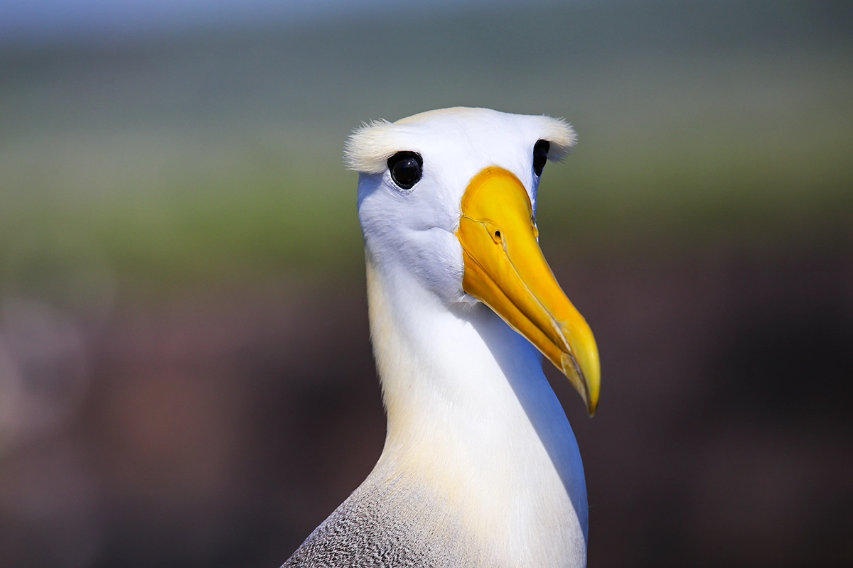 Close-up portret van een Galápagos Albatros met gele snavel