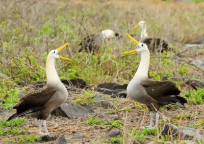Twee Galápagos Albatrossen tegenover elkaar met open snavel in het groene gras