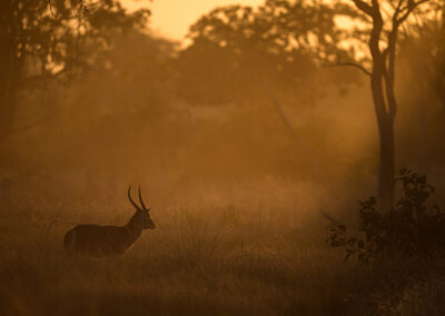 Antilope in mooi tegenlicht Kenia