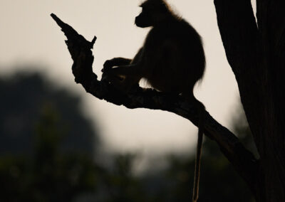 Baviaan in silhouet en tegenlicht Kenia