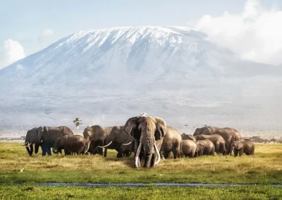 Big Tusker met herd en Kilimanjaro op achtergrond Kenia