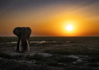 Big Tusker solo bij zonsondergang Kenia