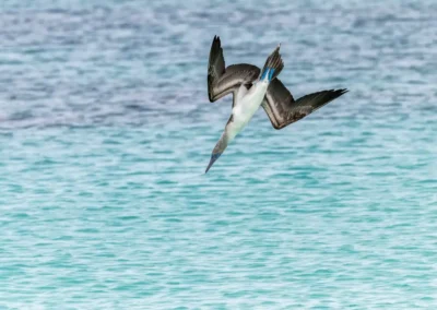 Blauwvoetgent duikt in de zee