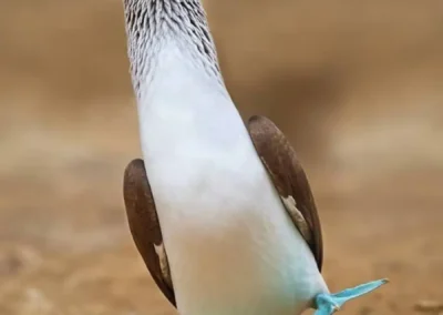 Blauwvoetgent lopend over de grond op de Galápagos
