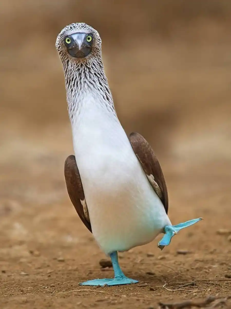 Blauwvoetgent lopend over de grond op de Galápagos