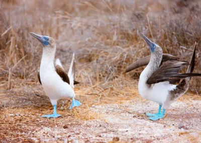 Twee Blauwvoetgenten lopend naast elkaar op de Galápagos