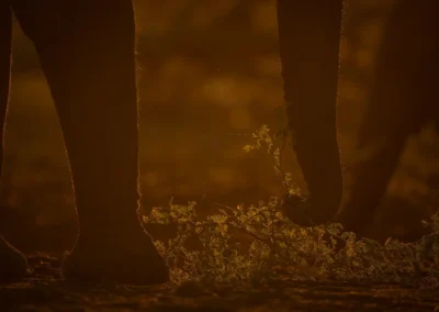 Detail van olifant in tegenlicht Kenia