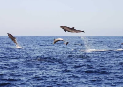 Groep dolfijnen springt uit de oceaan bij de Galápagos