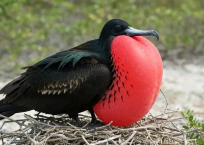 Fregatvogel met opgeblazen rode keelzak