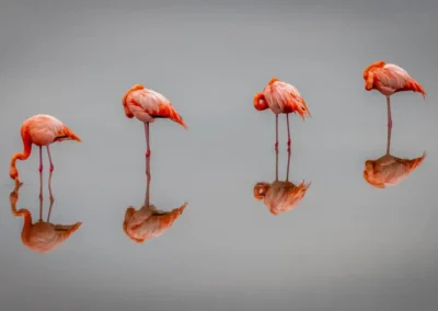 Groep Flamingo's staand in het water