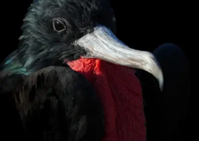Mannelijke Fregatvogel met rode keelzak