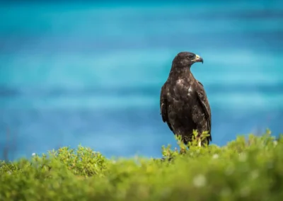 Galápagosbuizerd in het groene gras op het eiland