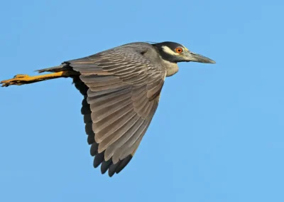Geelkruinkwak vliegend door de lucht boven de Galápagos