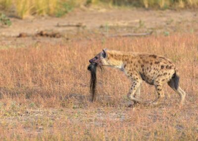 Gevlekte hyena met deel van prooi Kenia