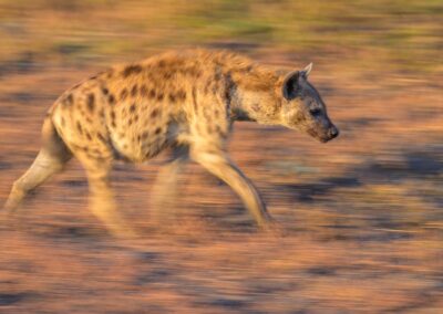 Gevlekte hyena met langere sluitertijd Kenia