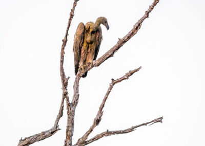 Gier afwachtend in top van boom Kenia