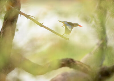 Grijskopvogel vliegt op door groen Kenia