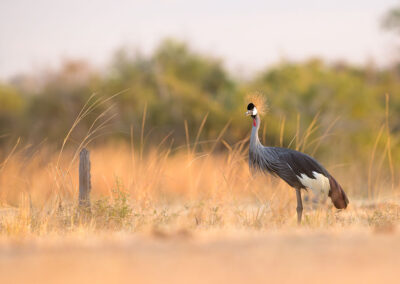Grijze kroonkraanvogel in het gras van de savanne Kenia