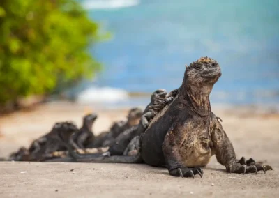 Groep Zeeleguanen liggend op het strand van de Galápagos