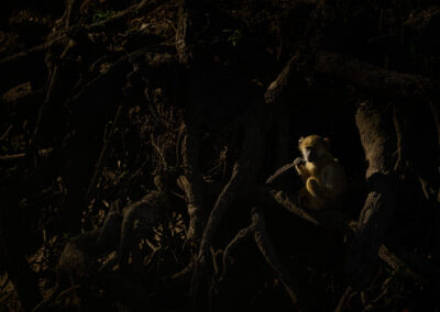 Jonge baviaan in wortelstructuur van boom Kenia