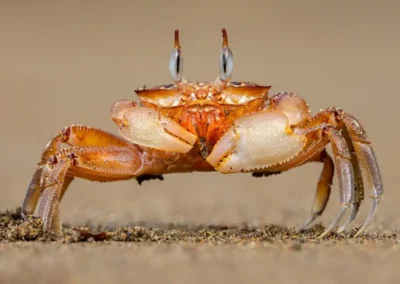Landkrab op het strand