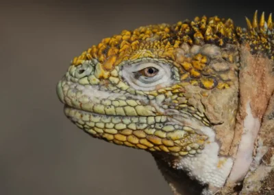 Portret van een Galápagos landleguaan op de Galápagos-eilanden