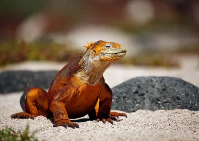 Galápagos Landleguaan op het strand