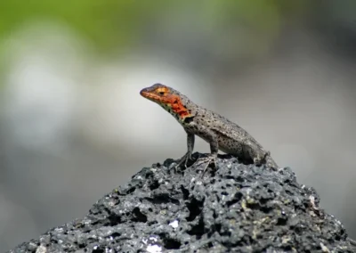Lava hagedis op rots op de Galápagos