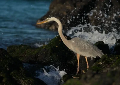 Lavareiger op rotsen aan de kust van de Galápagos