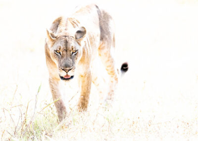 Leeuw in high key op savanne