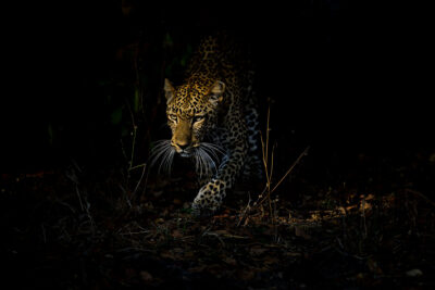 Fotoreis exclusieve safari in Kenia